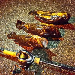 ハードロックフィッシュ！