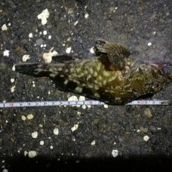 南港フェリーヘチ釣行 (雨天前キビレチヌ(39と37cm)ガシラ3匹釣果)