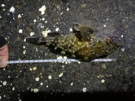 南港フェリーヘチ釣行 (雨天前キビレチヌ(39と37cm)ガシラ3匹釣果)