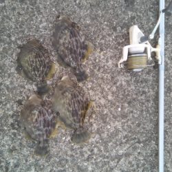 今週も加太港大波止でカワハギ