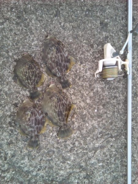 今週も加太港大波止でカワハギ