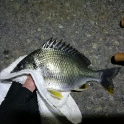 南港カモメ大橋ヘチ釣行 (キビレ32cm,31cm,25cmUP 釣果)