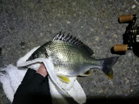 南港カモメ大橋ヘチ釣行 (キビレ32cm,31cm,25cmUP 釣果)