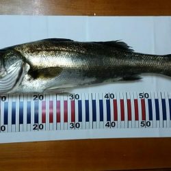 アジング→シーバス