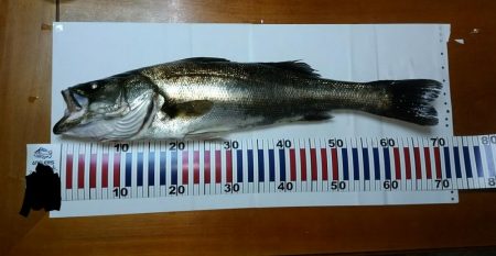 アジング→シーバス