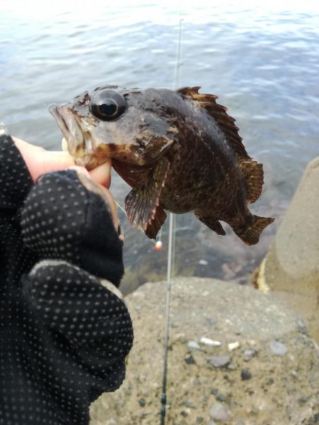 遠征なのにボロボロ貧果