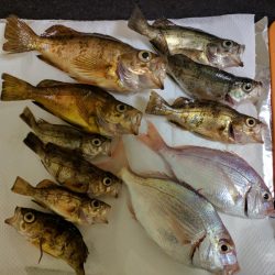 スズメダイ、メバル