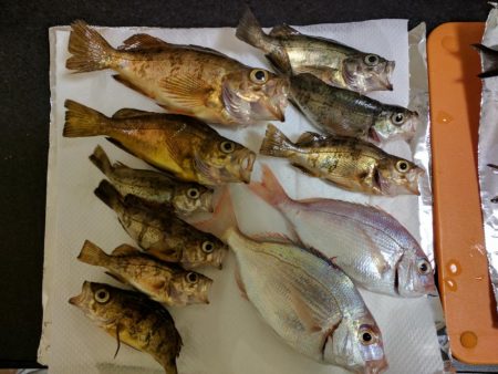 スズメダイ、メバル