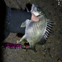 南港フェリーでヘチ釣行 （台風後のキビレチヌ3匹,ガシラ７匹釣果）