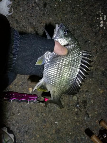 南港フェリーでヘチ釣行 （台風後のキビレチヌ3匹,ガシラ７匹釣果）