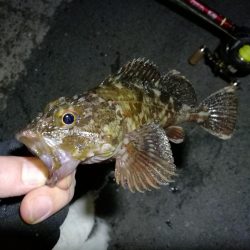 南港フェリーでヘチ釣行 （なんとかキビレチヌ（36.5cm他）ガシラ頭20ｃｍ5匹釣果）