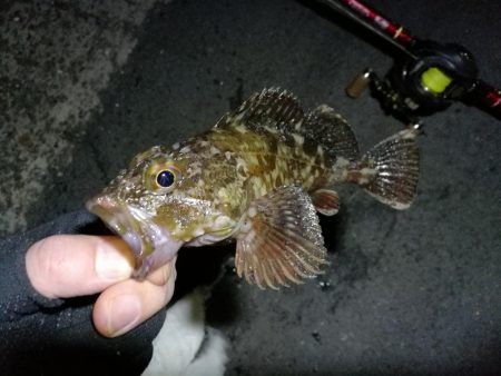 南港フェリーでヘチ釣行 （なんとかキビレチ…