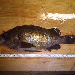 加太で小さな梅雨メバル7匹