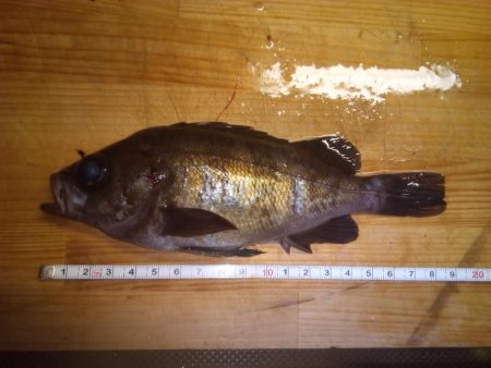 加太で小さな梅雨メバル7匹