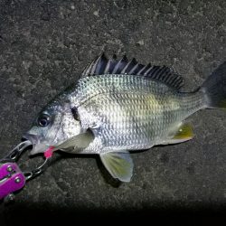 南港フェリーでヘチ釣行 （キビレチヌ（36cm他）小ガシラ釣果）