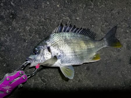 南港フェリーでヘチ釣行 （キビレチヌ（36cm他）小ガシラ釣果）