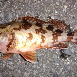 梅雨メバルを求めて