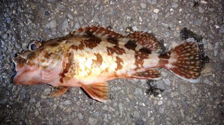 梅雨メバルを求めて