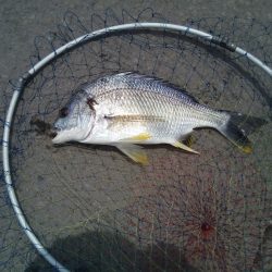 落とし込みで初めてのチヌ!