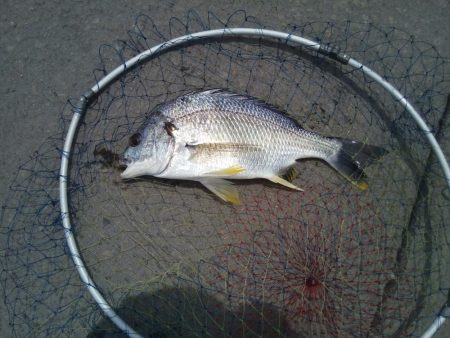 落とし込みで初めてのチヌ!