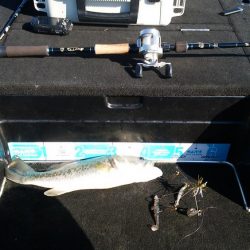 シャローアラバマ