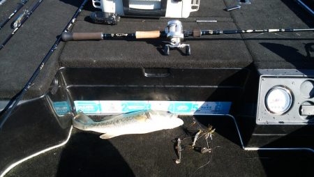 シャローアラバマ