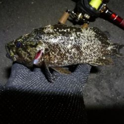 南港カモメ大橋のヘチ釣行 (久々の40upキビレ41cm釣果他)