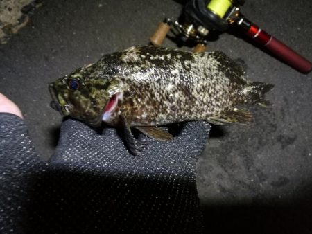 南港カモメ大橋のヘチ釣行 (久々の40upキビレ41cm釣果他)