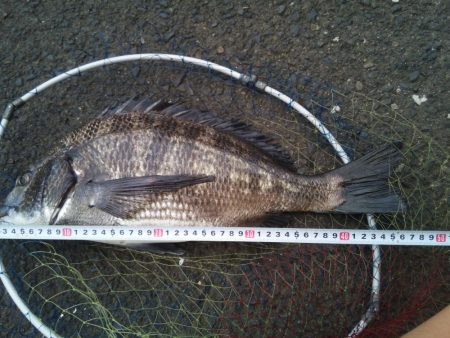 2日連続　落とし込みでチヌ！