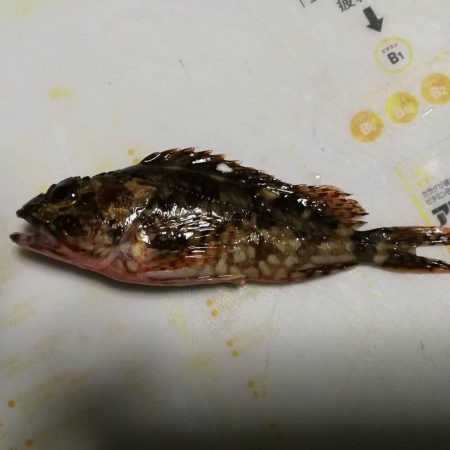 根魚ねらい