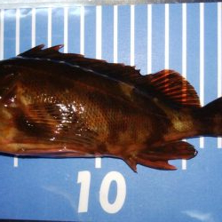 エギングとメバリング