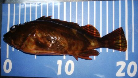 エギングとメバリング