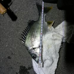 南港カモメ大橋のヘチ釣行 (キビレ38cm他釣果有りマス)