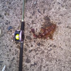 落とし込みで良サイズのアラカブ