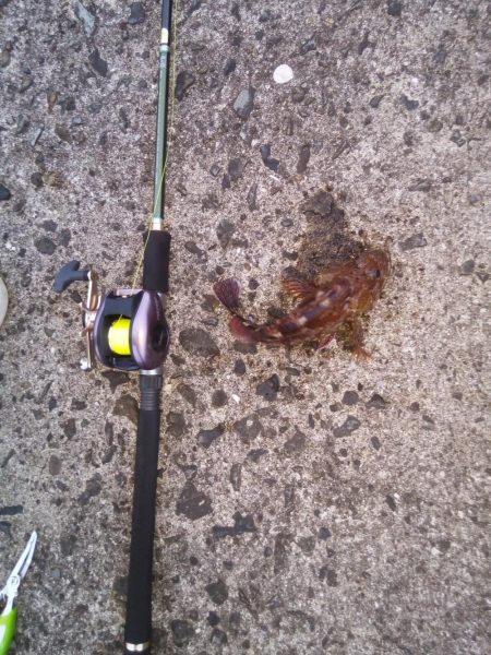 落とし込みで良サイズのアラカブ