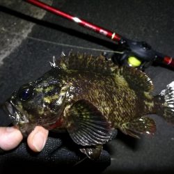 雨天後の南港カモメ大橋のヘチ釣行 （キビレ34cm他釣果ギリギリ有りマスｗ）