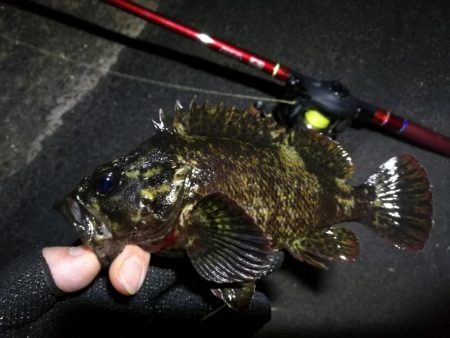 雨天後の南港カモメ大橋のヘチ釣行 （キビレ…