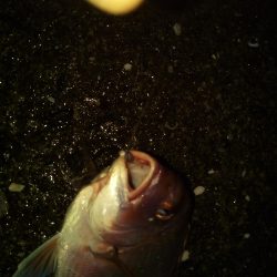 落とし込みでマダイ!