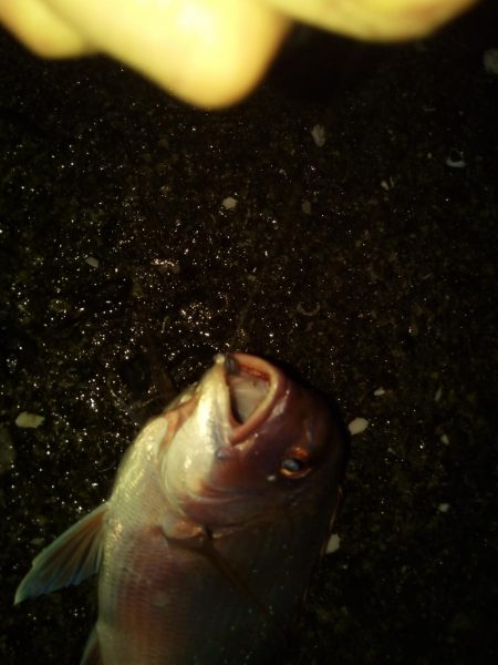 落とし込みでマダイ!