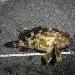 南港フェリーでヘチ釣行 （キビレチヌ（33cm他）ガシラ釣果）