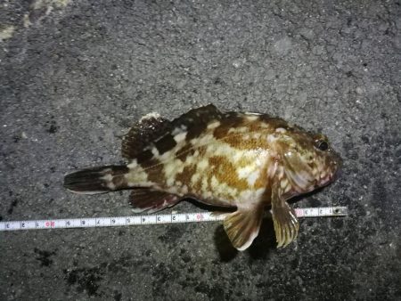 南港フェリーでヘチ釣行 （キビレチヌ（33cm他）ガシラ釣果）