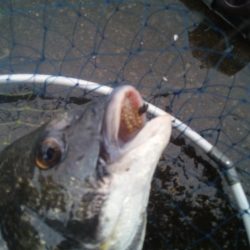 落とし込みで47センチのチヌ