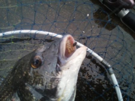 落とし込みで47センチのチヌ