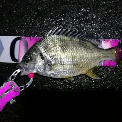 南港カモメ大橋のヘチ釣行 (小キビレ、黒メバル25cm釣果他有り!)