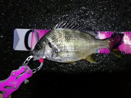 南港カモメ大橋のヘチ釣行 (小キビレ、黒メバル25cm釣果他有り!)