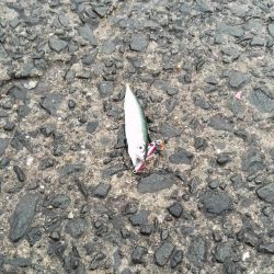 アジングに出掛けるも