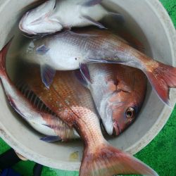 第二美丸　マダイ完全ふかせ