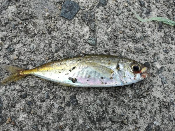 隣の芝は青い!?