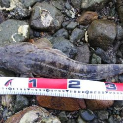 真鯛ルアー52センチ