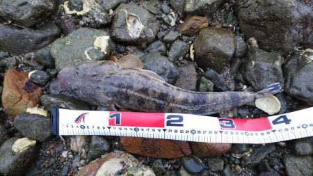 真鯛ルアー52センチ